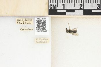 Media type: image;   Entomology 773848 Aspect: Labels